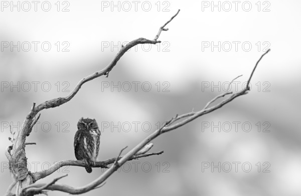 Patagonian Pygmy-owl (Glaucidium nanum), Araucanian Owl, Patagonian Pygmy-owl, Araucanian Owl,
