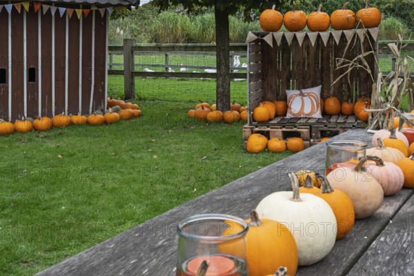 Autumnal decoration with pumpkins, colourful ribbon and candles on a wooden table in a green