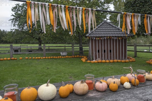 Table with pumpkins and glasses in front of a small wooden building, decorated with colourful