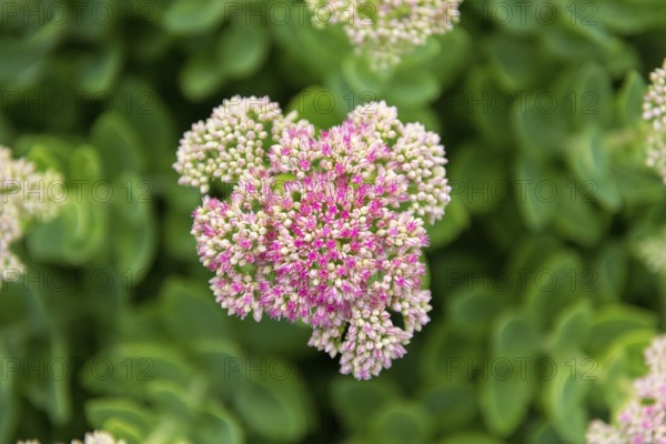 Close-up of pink flowers with green leaves in the background, stonecrop (Sedum) variety,