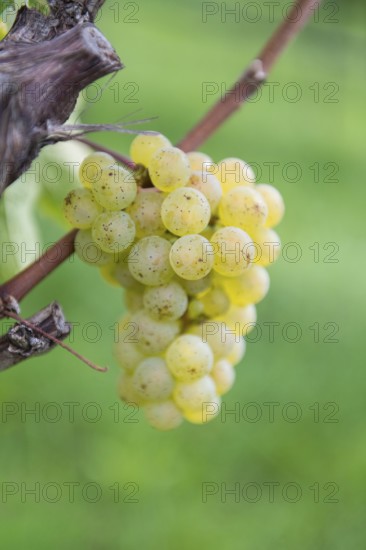 Close-up of green grapes on a vine with a green background, Riesling variety, Baden-Württemberg,