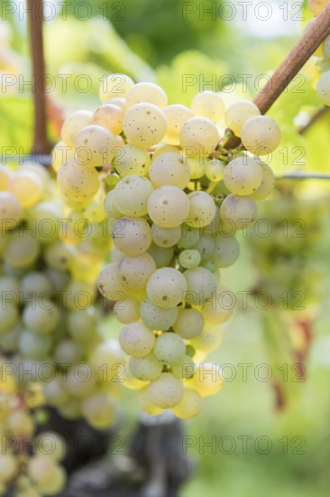 Green grapes on the vine in detail with blurred background, Riesling variety, Baden-Württemberg,