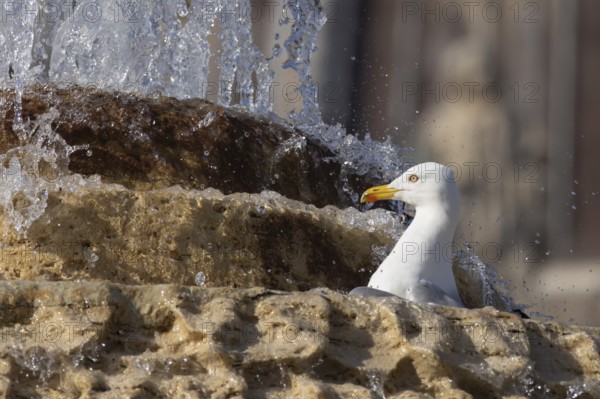 Yellow-legged gull (Larus michahellis) adult bird bathing in a water fountain in the city, Rome,