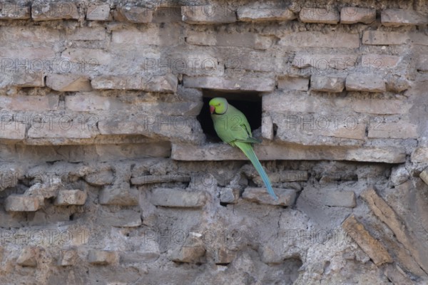 Ring-necked or Rose-ringed parakeet (Psittacula krameri) adult bird sitting in a hole in an ancient