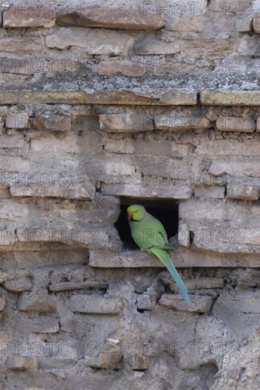 Ring-necked or Rose-ringed parakeet (Psittacula krameri) adult bird sitting in a hole in an ancient