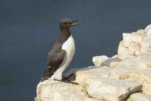 Guillemot (Uria aalge) adult sea bird with its beak open calling on a cliff ledge, England, United