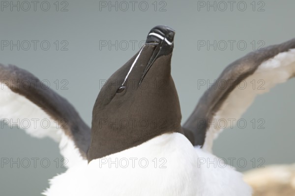 Razorbill (Alca torda) adult sea bird stretching its wings on a cliff ledge, England, United
