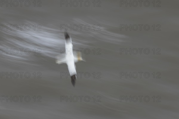 Northern gannet (Morus bassanus) adult sea bird flying - slow motion blur image, England, United