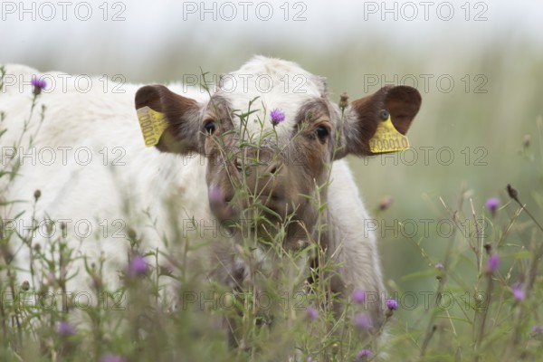 Cattle or Cow (Bos taurus) adult farm animal amongst summer wild flowers in a grass field, England,