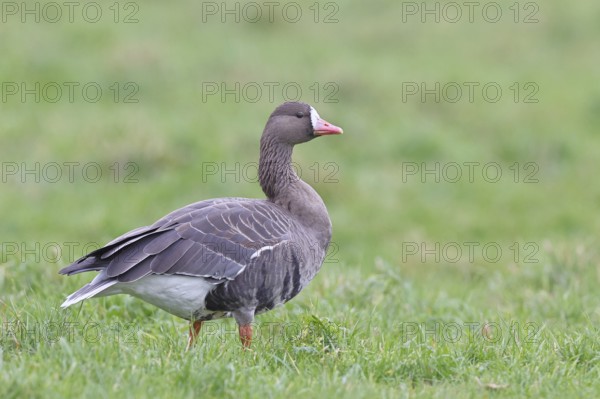 White-fronted goose (Anser albifrons), standing in a meadow in the wintering area, wildlife,