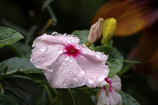 Flower with water droplets after rain in summer, Germany