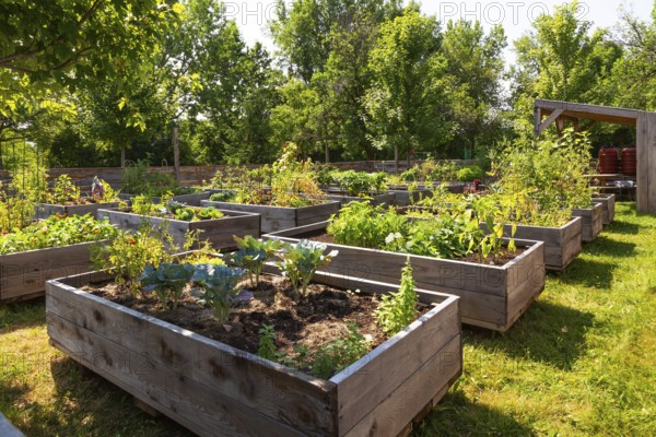 Mixed fruit, herbs and vegetable plants growing in raised wood frame garden beds in community