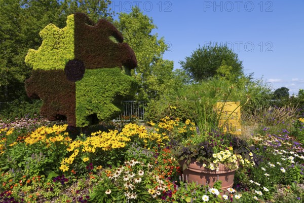 Live plant Gear sculpture, Echinacea, yellow Rudbeckia hirta - Black eyed Susan - Coneflowers,