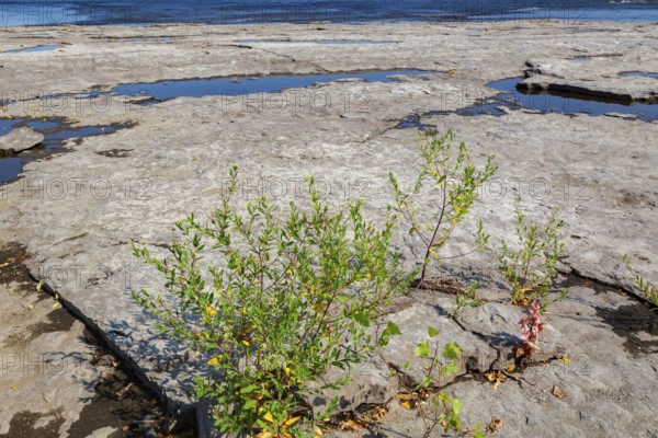Apocynum cannabinum - Indian Hemp growing in dried out river bed due to lack of rainfall during hot