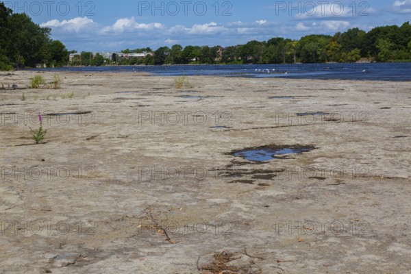 Puddle of water and mixed plants growing in dried out flat rock river bed due to lack of rainfall