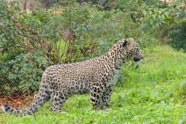 A Persian leopard cub (Panthera pardus saxicolor) stands at the edge of the forest and watches