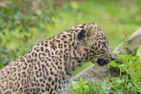 A Persian leopard cub (Panthera pardus saxicolor) sits at the edge of the forest and watches