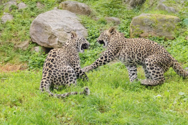 Two Persian leopard cubs (Panthera pardus saxicolor) play on a green meadow NE and centralIran,