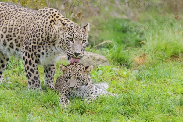 A Persian leopard mother (Panthera pardus saxicolor) licks her cub, which is lying in a meadow at