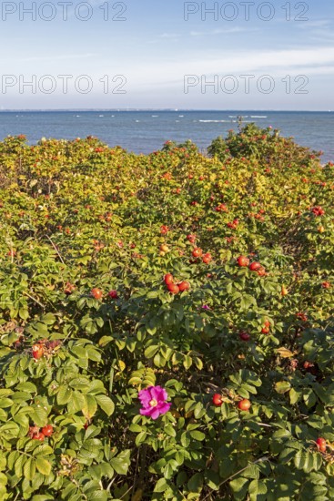 Potato rose (Rosa rugosa) on the shore of the Baltic Sea, Geltinger Birk nature reserve, Nieby,