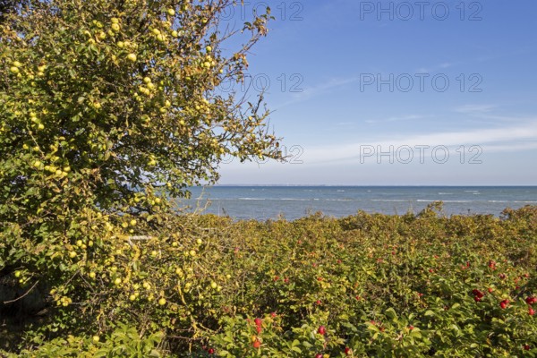 Wild apples (Malus sylvestris) and potato rose (Rosa rugosa) on the Baltic Sea shore, Geltinger