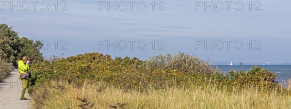 Woman photographing potato rose (Rosa rugosa) on the Baltic Sea shore, Geltinger Birk nature