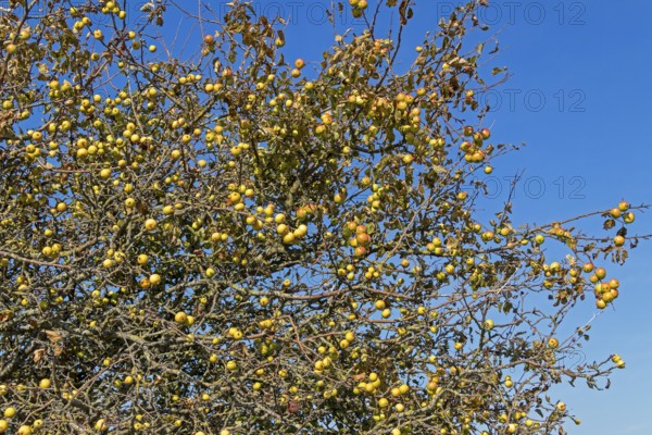 Wild apples (Malus sylvestris) on the Baltic Sea shore, Geltinger Birk nature reserve, Nieby,