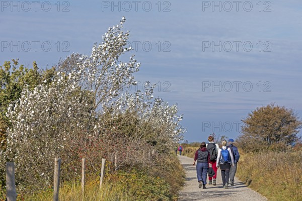 Silver poplar (Populus alba), drought, drought stress, white underside of leaves, walker, path,