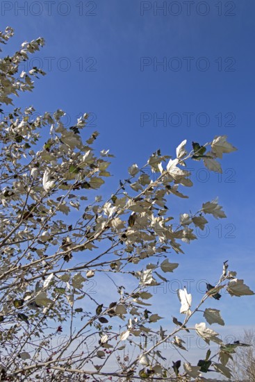 Silver poplar (Populus alba), drought, drought stress, white underside of leaves, Geltinger Birk