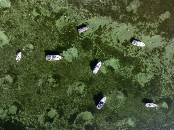 Aerial view, top down view of motorboats and sailing yachts, Wangen, Höri peninsula, Lake