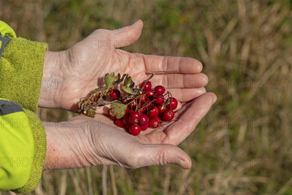 Hands holding berries of blackthorn (Prunus spinosa), Geltinger Birk nature reserve, Nieby,