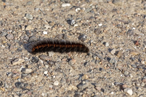 Blackberry moth caterpillar (Macrothylacia rubi) crawling over gravel path, Geltinger Birk, Nieby,