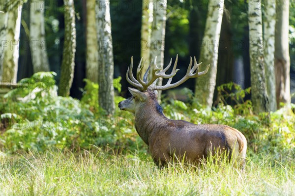 A majestic stag with large antlers stands in the green forest, surrounded by birch trees, red deer