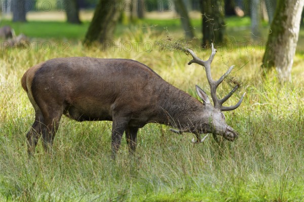 A stag with large antlers grazing in a quiet forest meadow, red deer (Cervus elaphus) rut, Germany