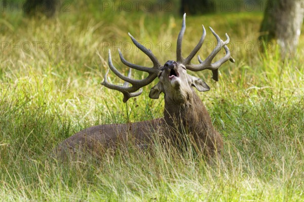 A roaring stag shows its antlers and holds its head high, red deer (Cervus elaphus) rutting,