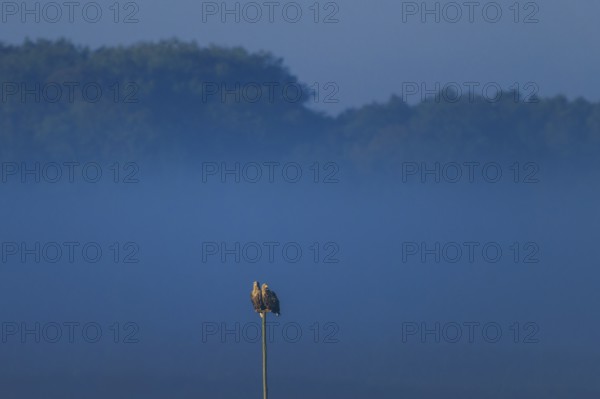 Two eagles sitting on a pole in front of a forest in the twilight, white-tailed eagle (Haliaeetus
