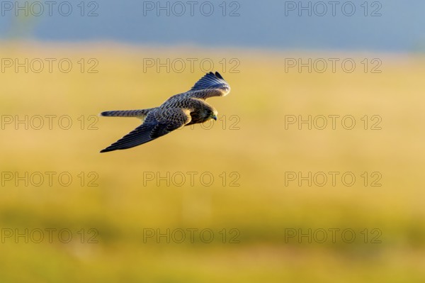 A bird in flight over a landscape, the background shows a yellowish meadow, Kestrel (Falco
