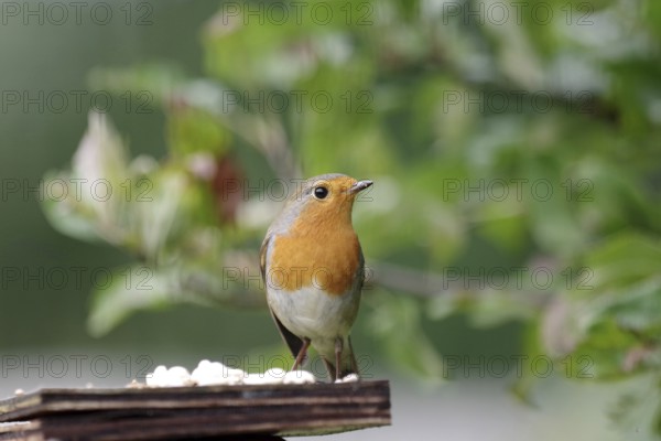 Robin (Erithacus rubecula), close-up, bird feeding, autumn, Germany, The robin is sitting on a