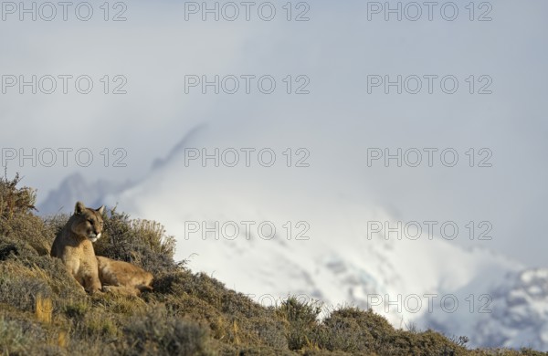 Cougar (Cougar concolor), Torres del Paine National Park, Chile, South America