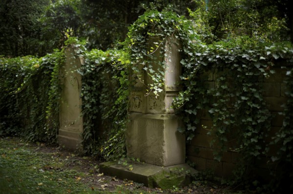 Gravestones, ivy, grave, graves, Hoppenlauf cemetery, oldest preserved cemetery in Stuttgart,
