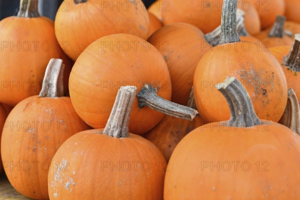 Orange Baby Bear pumpkins at farmers market in autumn harvest season