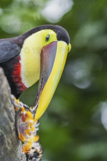 Chestnut-mandibled Toucan (Ramphastos swainsonii) feeding on a smaller bird, Sarapiqui, Costa Rica,