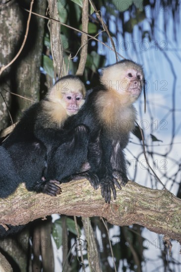 White-faced capuchin monkeys (Cebus capucinus) in rainforest, Manuel Antonio National Park,
