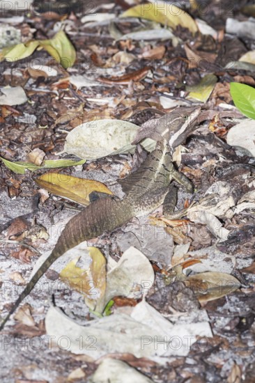 Common basilisk (basiliscus basiliscus) in rainforest, Manuel Antonio National Park, Quepos,