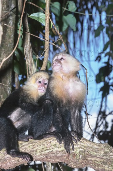 White-faced capuchin monkeys (Cebus capucinus) in rainforest, Manuel Antonio National Park,