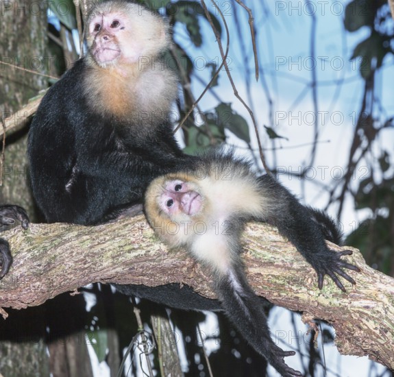 White-faced capuchin monkeys (Cebus capucinus) in rainforest, Manuel Antonio National Park,