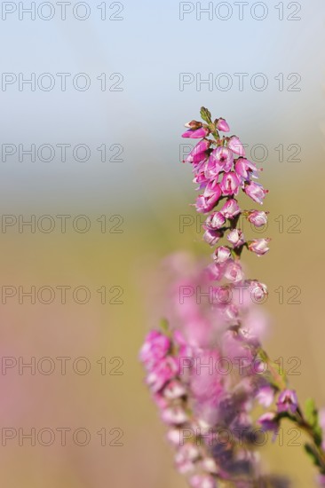Flowering heather (Calluna vulgaris), heather, Trupacher Heide nature reserve, Siegen, North