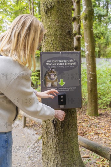 A person interacts with a sign on a tree for a stamp in the forest, Affenberg Salem, Lake Constance
