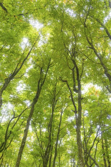 A view into the dense, green forest with light shining through the leaves, Affenberg Salem, Lake