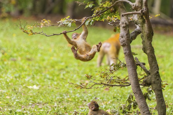 Two monkeys, one climbing, playing on a tree in the countryside, Affenberg Salem, Lake Constance